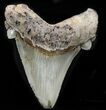 Giant, Angustidens Tooth - Megalodon Ancestor #32966-1